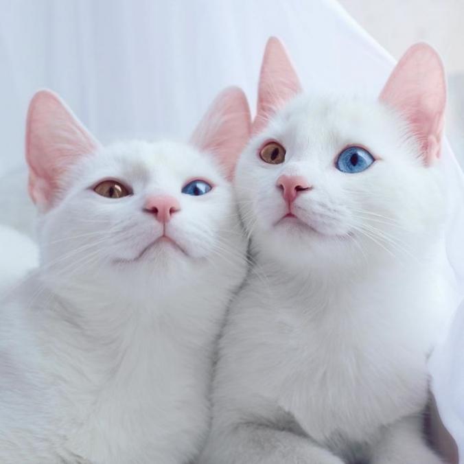 Adorable Twin Cats Share the Most Beautiful Multi-Colored Pair of Eyes - My Modern Met