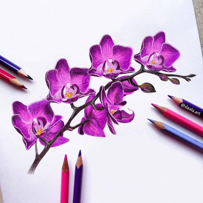 Drawing of phalaenopsis