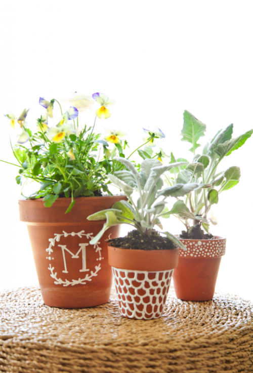 boxwood clippings monogramn plant pots