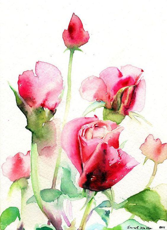 Watercolor rose painting   beautiful