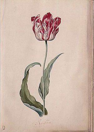 Best: Tulip from her Tulip book by Judith Leyster