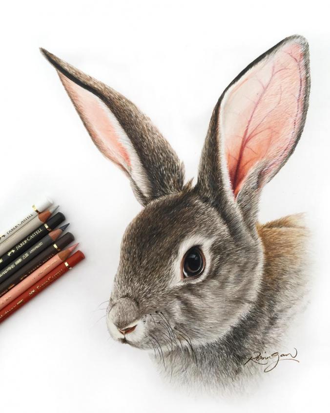 Grey rabbit drawing
