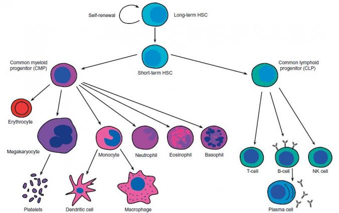 Adult/Somatic Stem Cells
