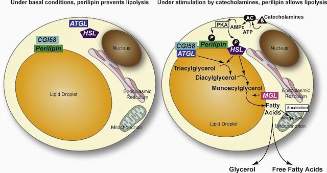 Lipid Metabolism signaling pathway