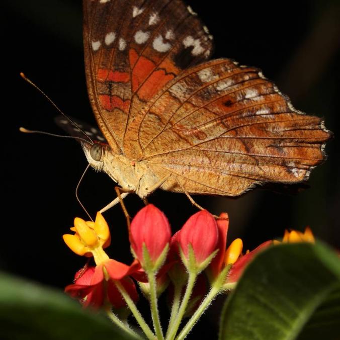 Butterfly on Flower 02 by s-kmp on DeviantArt