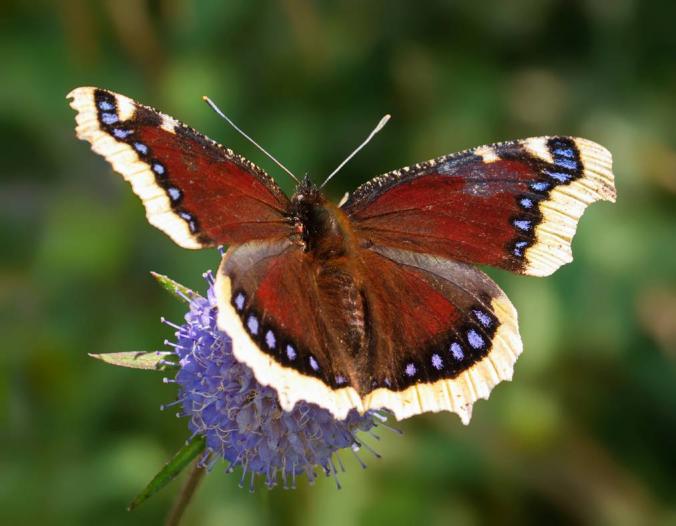 Mourning cloak II (Nymphalis antiopa) by starykocur on DeviantArt