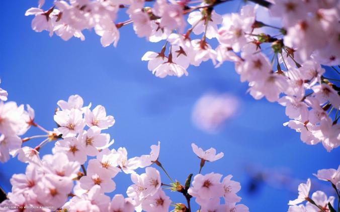 x cherry blossom flower HD widescreen wallpaper  flowers background