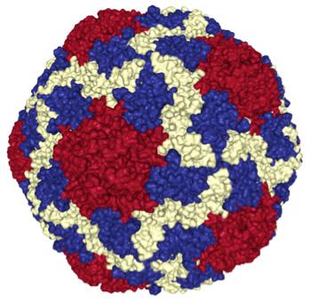 The structure of HAV capsid