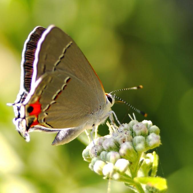 spread the love by mj-magic on DeviantArt