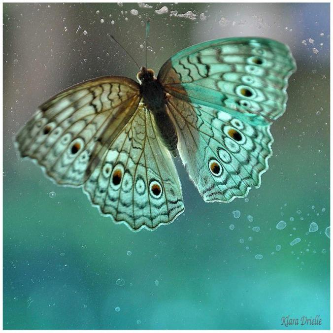 Balinese butterfly by KlaraDrielle on DeviantArt