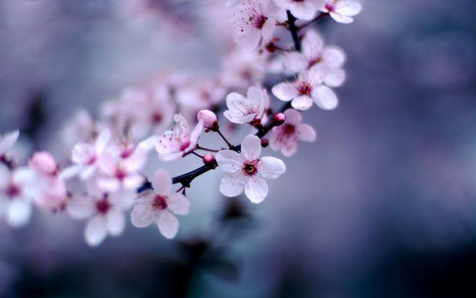 Flowers Cherry Blossom Wallpaper