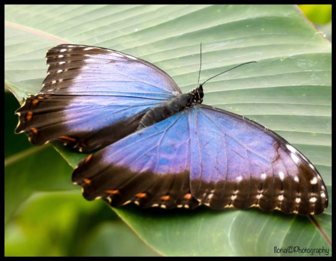BLUE MORPHO HASHTAG WITH SPREAD WINGS by ILONA66-ART-IME on DeviantArt