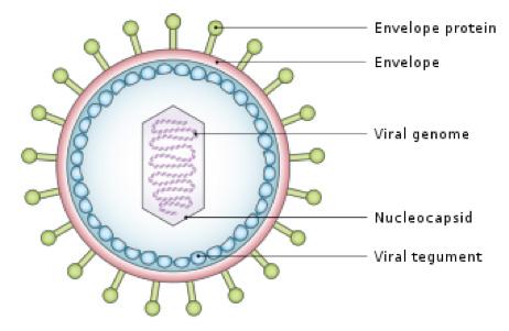Model of the Structure of Epstein–Barr virus