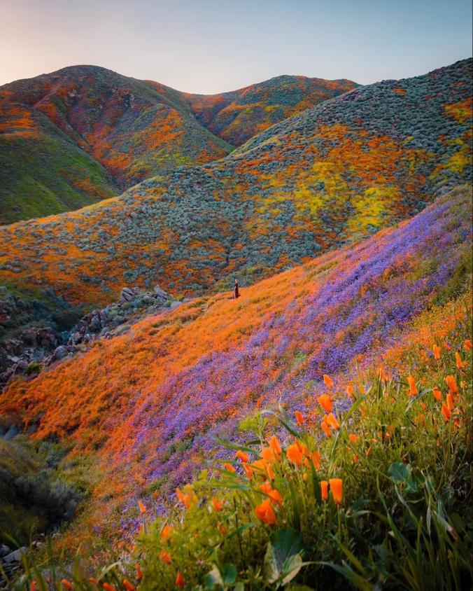 RYAN RESATKA on Instagram ：“Last year’s super bloom was probably one of the craziest things I’ve ever seen, and to think a scene like this was viewable only an hour…”