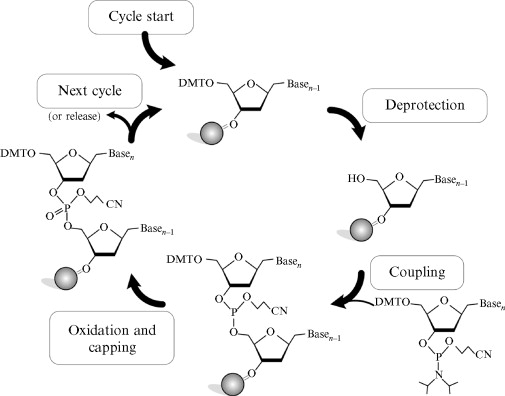Oligonucleotide  synthesis from phosphoramidites.
