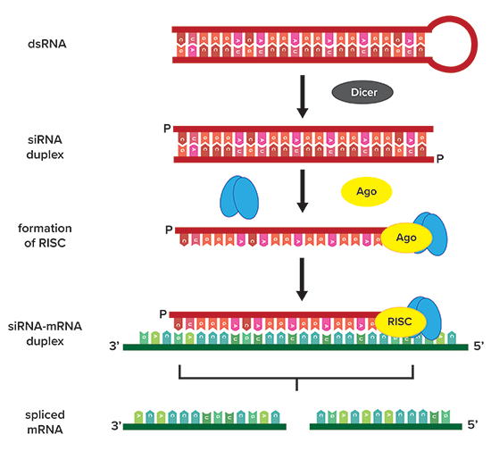 RNAi Mechanism using  siRNA