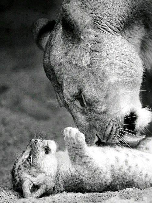 lion mother and cub discovered by Fred on We Heart It