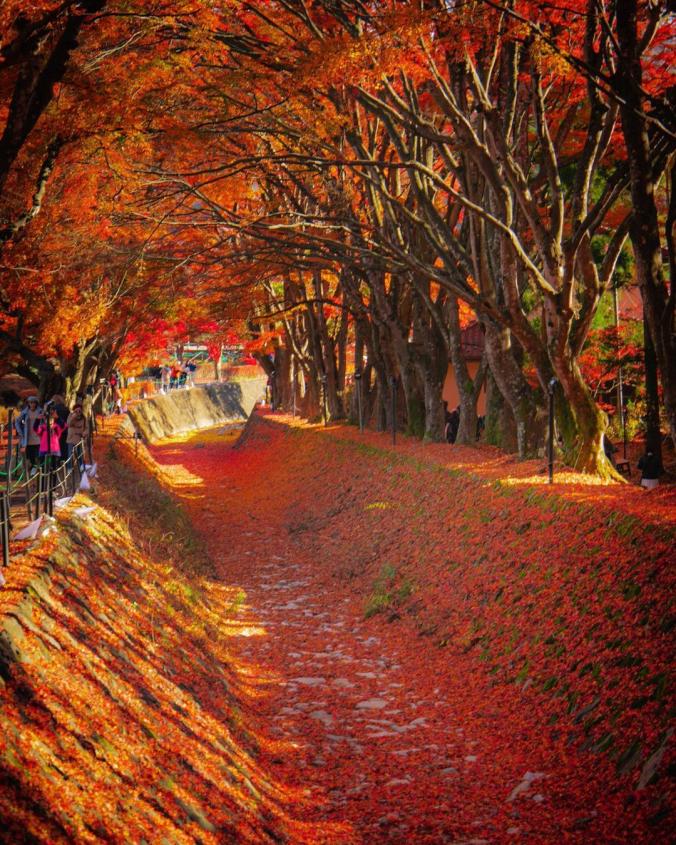 Sakaki (Hiroto Sakakibara) on Instagram ：“紅葉のトンネル.